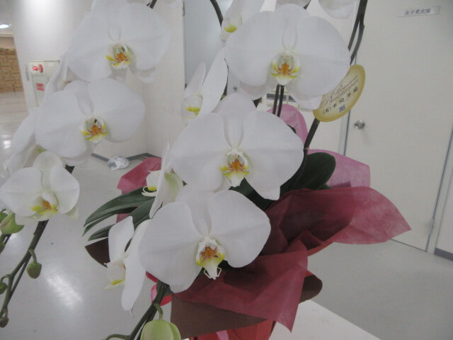 ブックスドリーム 買取センター4